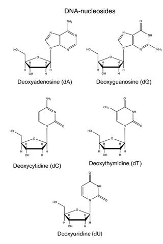 Structural Chemical Formulas Of Dna Nucleosides