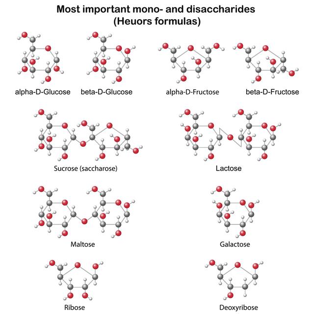 Chemical Structural Models Of Main Mono And Disaccharides
