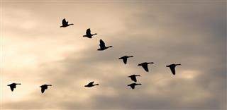 Migrating Flock and Winter Sky