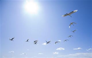 Birds flying in a curved formation