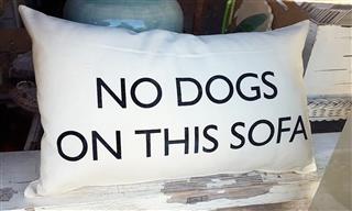 No dogs on this sofa' says pillow