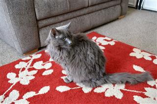 Cat Sitting On A Rug