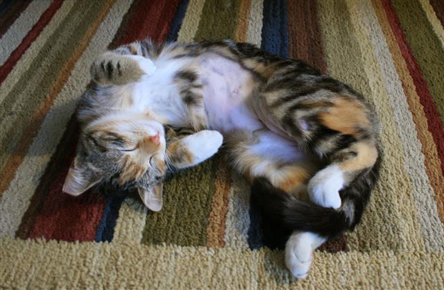 Cat Sleeping On Striped Rug