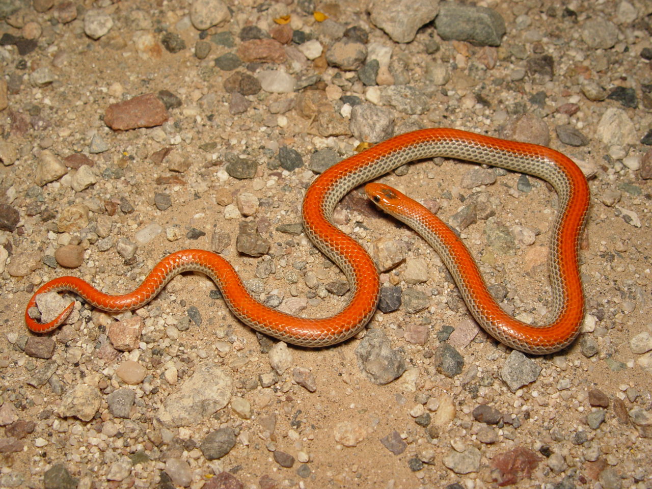Incredibly Useful Tips To Identify A Garter Garden Snake