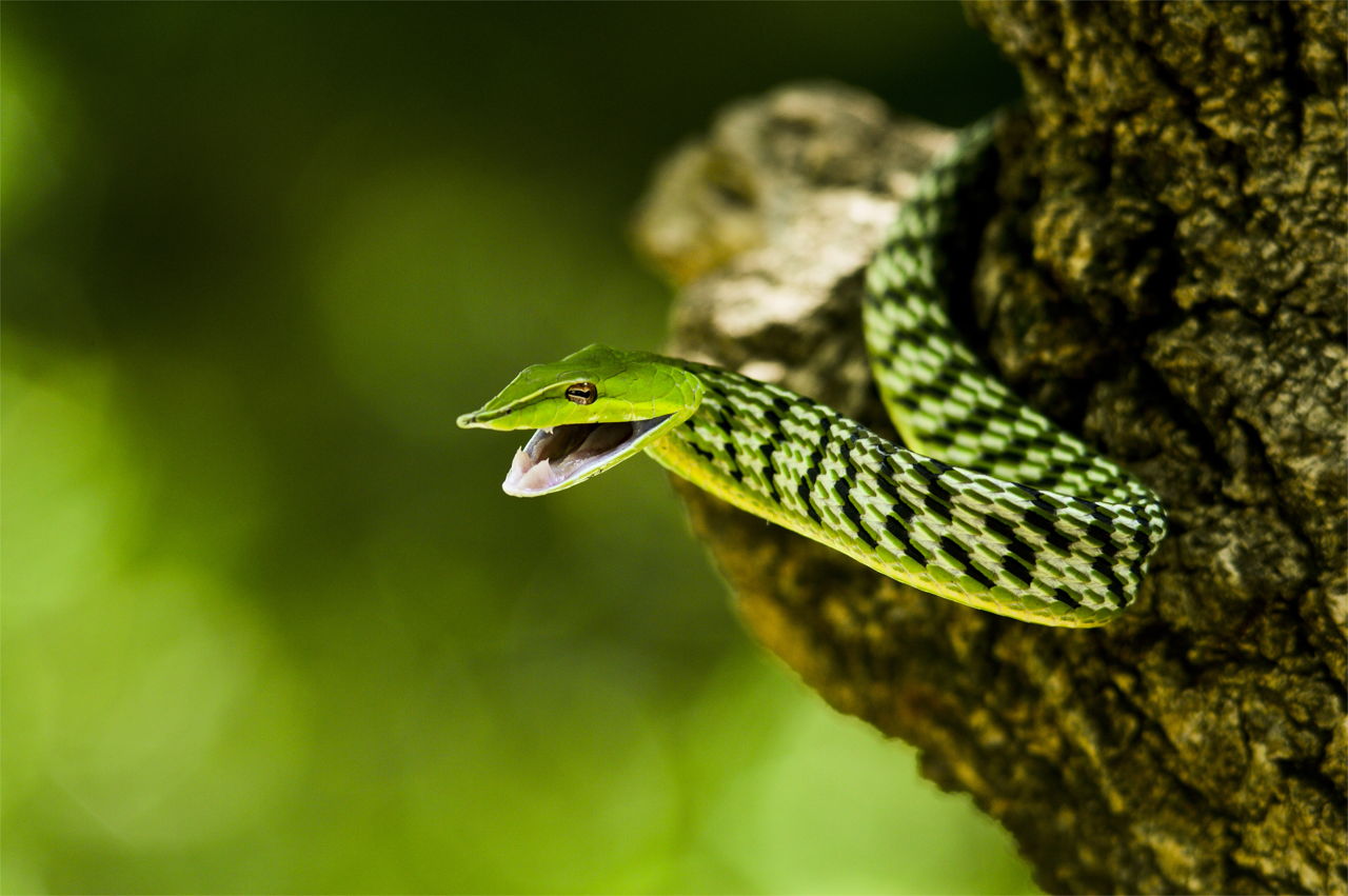 Тропическая змея 4. Тропикал Рейнфорест. Тропические змеи. Змеи тропиков. Змеи тропических лесов.