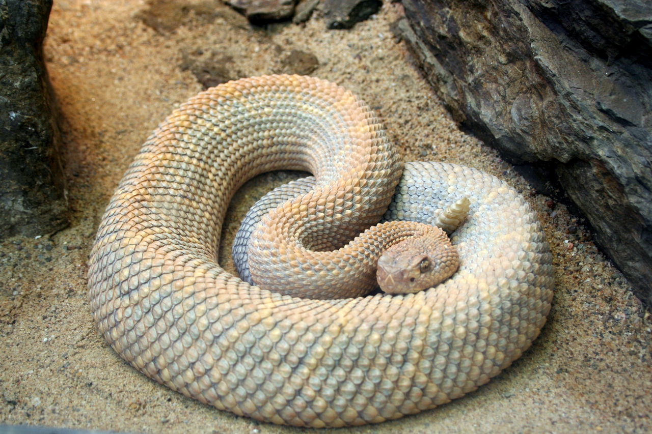 A Complete List of Different Types of Snakes - Animal Sake