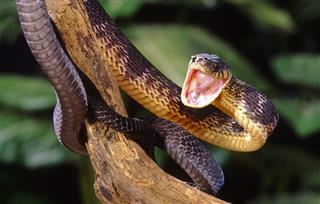 Blandings Tree Snake