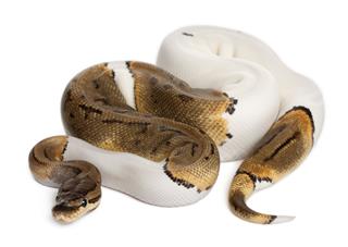 Female Pinstripe Pied Royal Python