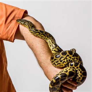 Snake On Arm