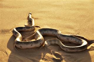 Deadly Elegant Sea Snake