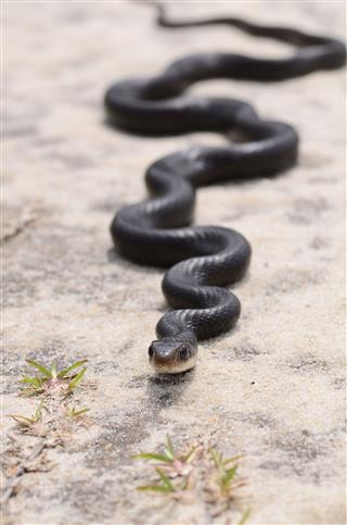 Zigzag Black Snake On Sand