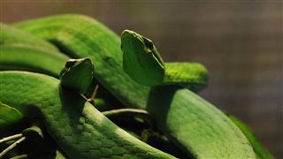 Green Snake Boiga Cyanea