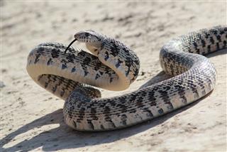 Gopher Snake In Attack Pose