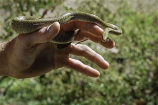 Arizona Green Rat Snake