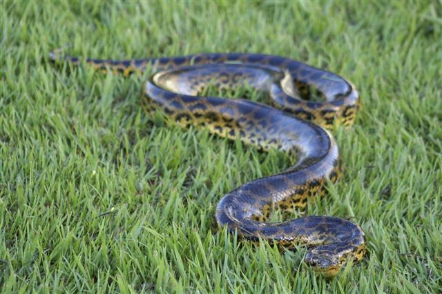 An Anaconda Slithering Through The Grass