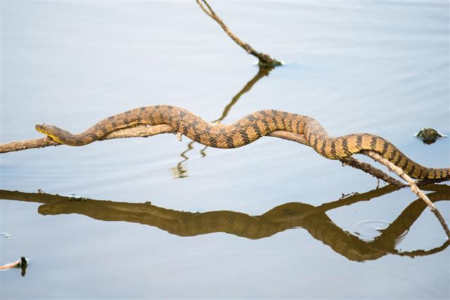 Snake On Limb