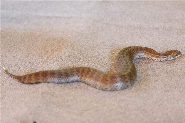 Common Death Adder Snake