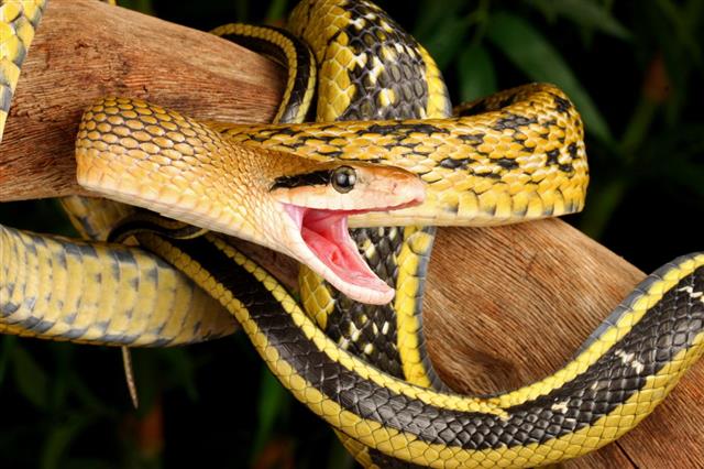 Taiwan Beauty Snake