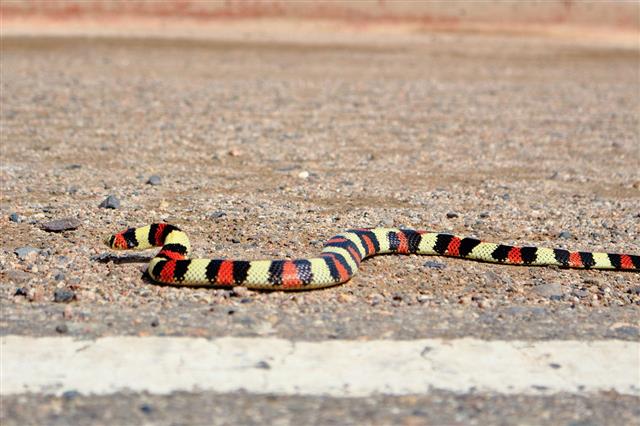 scarket snake