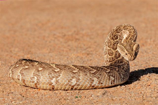 Puff Adder In Defensive Position