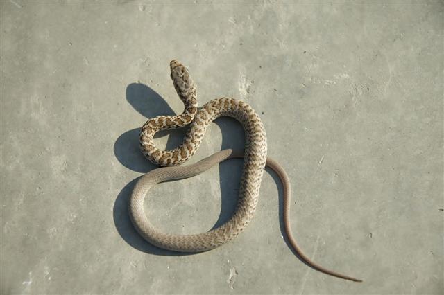 Baby Snake