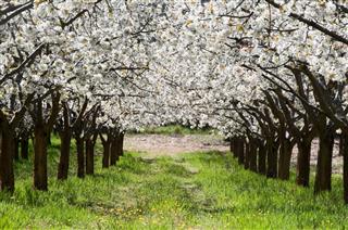 Cherry Blossoms Blooming In Caderechas Valley Spain