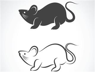 Rat vector design