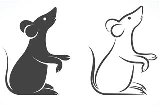 Vector image of rat