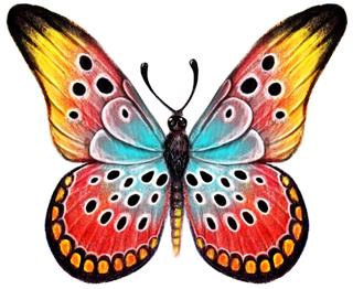 Colorful hand drawn butterfly