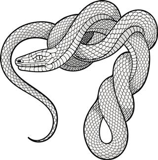 Twisted snake tattoo