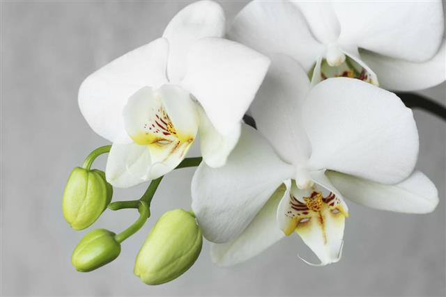 White orchidea.