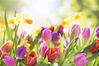 Colorful tulips and daffodils on nature background