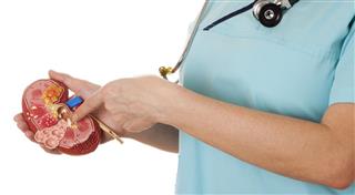 Nurse holding a diseased kidney