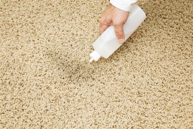 Treating Carpet Stain with Squeeze Bottle