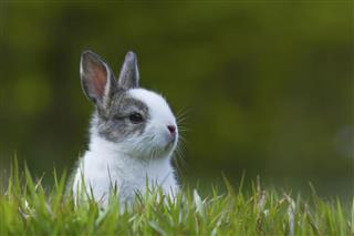 Baby rabbit in grass