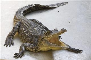 Crocodile in farm Thailand