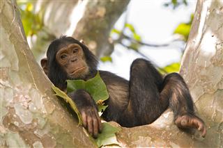 Young chimpanzee relaxing in a tree