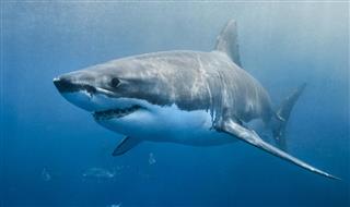 Great White Shark smile