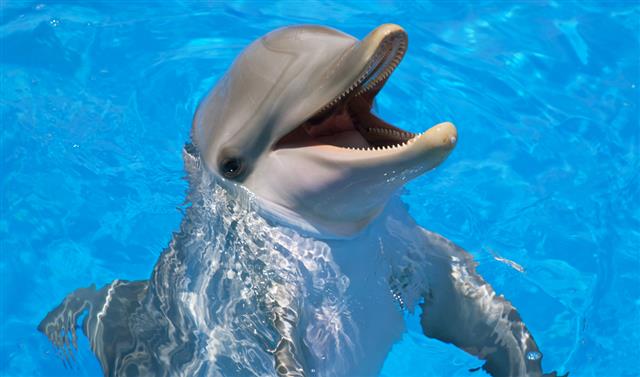 Smiling gray dolphin peaking out of blue waters