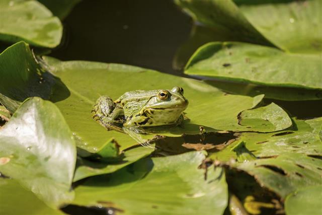 Green frog on lily pads