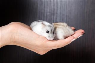 Little hamsters in the hands of women
