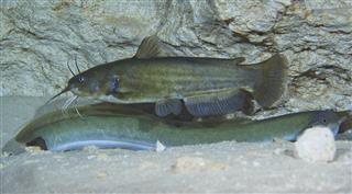 Brown Bullhead Catfish - American Eel