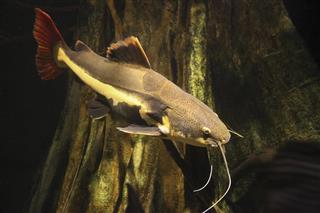 Red Tailed Catfish