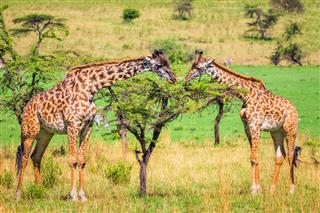 Masai Giraffes in Serengeti
