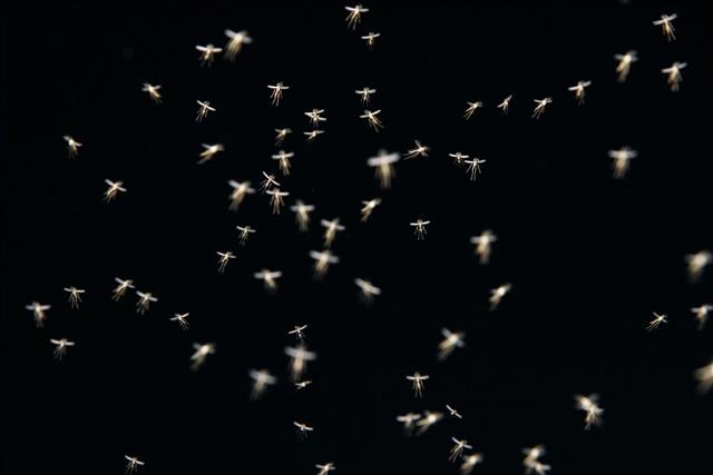 Swarm of Mosquitos at Night