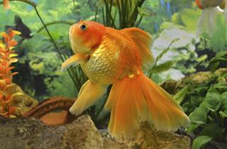 Aquarium goldfish carp