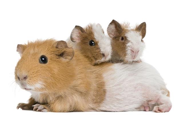 Mother Guinea Pig and her two babies.