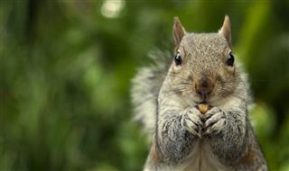 A close-up of a squirrel eating a nut