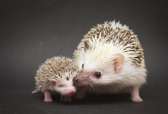 Cute rodent hedgehog love with baby