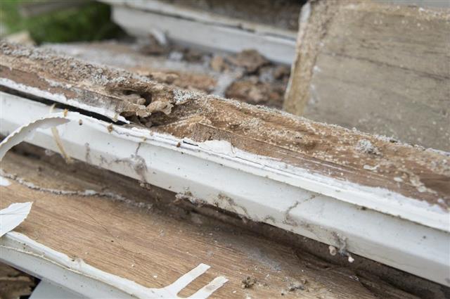 Termite damage rotten wood eat nest destroy concept